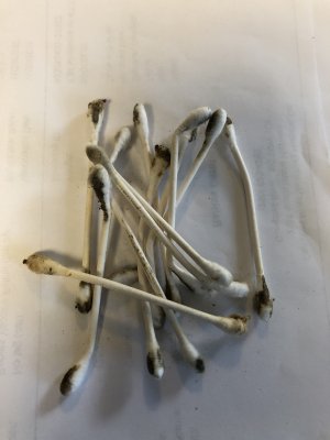 Qtips.jpeg Qtips.jpeg