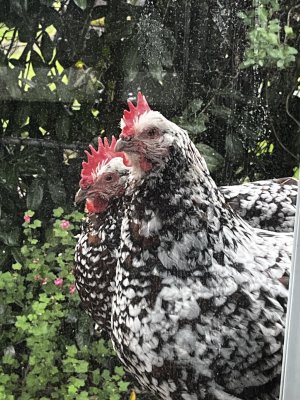 IMG_1072.jpeg IMG_1072.jpeg
