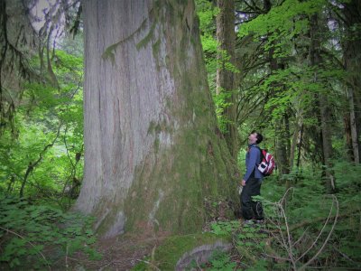 Old-Growth-Yousif-Attia-scaled.jpg