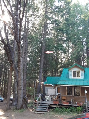 This Tree.jpg