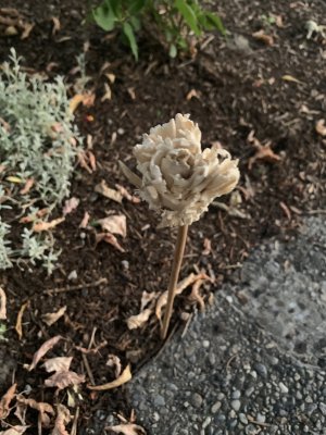 IMG_7373.jpeg