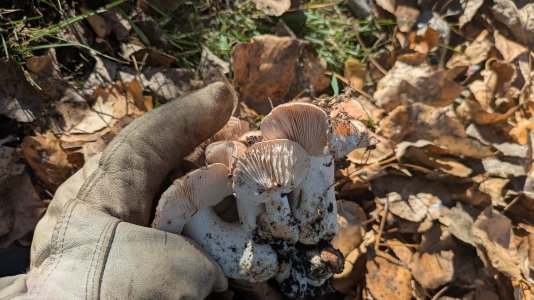 shroom 1.jpg