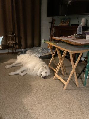 IMG_0038.jpeg