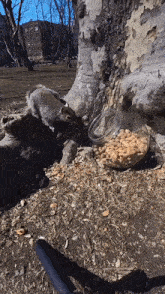 squirrel-going-nuts (1).gif