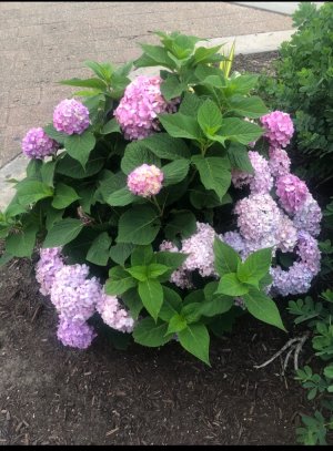 IMG_6165.jpeg
