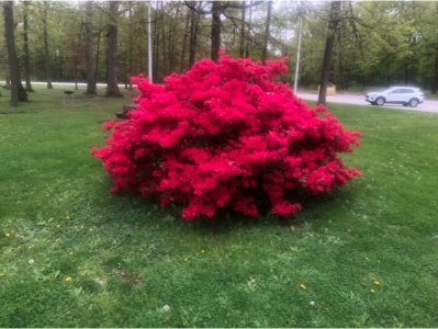 IMG_6200.jpeg