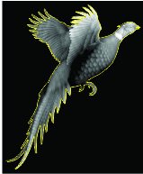 Pheasant depth maps.jpg